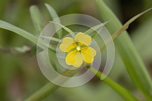 Beautiful yellow wild flower wtih a green background