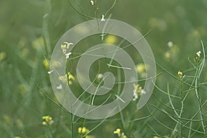 Beautiful yellow wild flowers on a background of green grass. Selective focus. Early morning. Dawn. Fog.