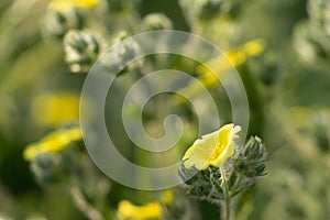 Beautiful yellow wild flowers on a background of green grass. Selective focus. Early morning. Dawn. Fog.