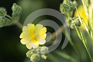 Beautiful yellow wild flowers on a background of green grass. Selective focus. Early morning. Dawn. Fog