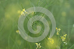 Beautiful yellow wild flowers on a background of green grass. Selective focus. Early morning. Dawn. Fog