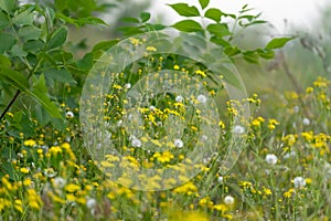 Beautiful yellow wild flowers on a background of green grass. Selective focus. Early morning. Dawn. Fog