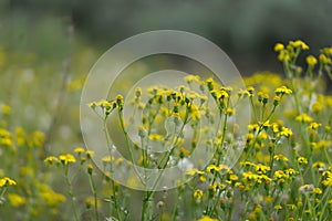 Beautiful yellow wild flowers on a background of green grass. Selective focus. Early morning. Dawn. Fog