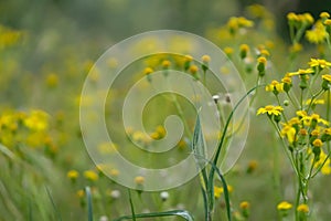 Beautiful yellow wild flowers on a background of green grass. Selective focus. Early morning. Dawn. Fog