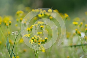 Beautiful yellow wild flowers on a background of green grass. Selective focus. Early morning. Dawn. Fog