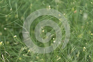 Beautiful yellow wild flowers on a background of green grass. Selective focus. Early morning. Dawn. Fog