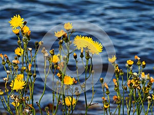 Beautiful yellow wild flowers with the sea ocean in the background