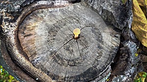 Beautiful yellow wild mushroom growing on tree stump deep in forest, nature