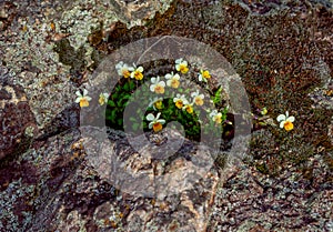 Beautiful yellow wild viola tricolor flowers growing from rock