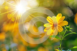 Beautiful yellow wildflowers against the backdrop of a meadow in the sun