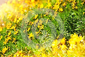 Beautiful yellow wildflowers