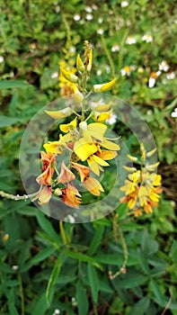 beautiful yellow wildflowers, the shape is like an orchid with a smaller size