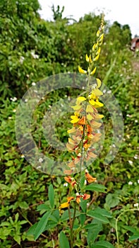 beautiful yellow wildflowers, the shape is like an orchid with a smaller size