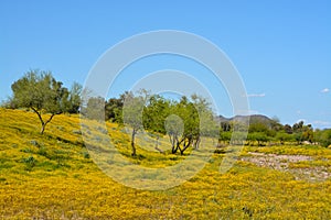 Beautiful Yellow Wildflowers in Skunk Creek Wash and Trail in Glendale, Maricopa County, Arizona USA