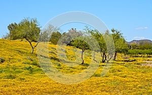 Beautiful Yellow Wildflowers in Skunk Creek Wash and Trail in Glendale, Maricopa County, Arizona USA