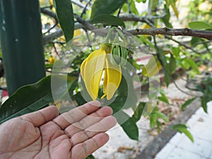 Beautiful yellow ylang-ylang flower (Cananga odorata)on woman hand.
