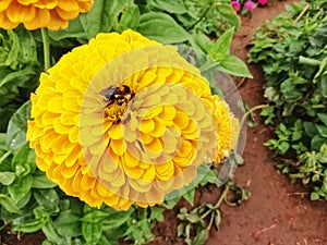 Beautiful Yellow zinnea and bee in garden