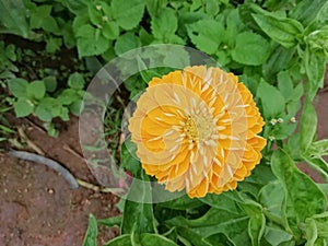 Beautiful Yellow zinnea and bee in garden