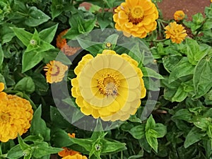 Beautiful Yellow zinnea and bee in garden