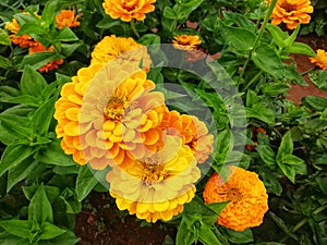 Beautiful Yellow zinnea and bee in garden