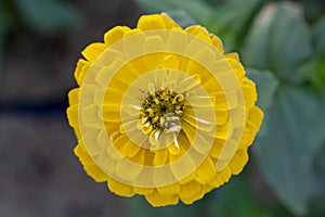 Beautiful Yellow Zinnia elegans `Benary`s Giant Golden