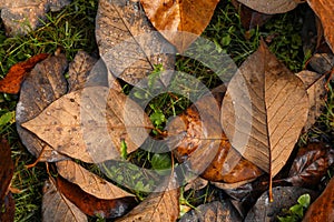 Beautiful yellowed leaves with dew on green grass, top view