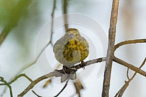 A beautiful Yellowhammer sitting on a branch