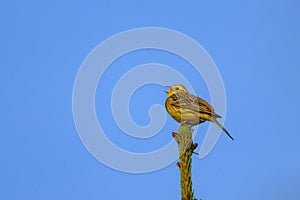 A beautiful Yellowhammer sitting on top of a tree