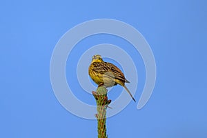 A beautiful Yellowhammer sitting on top of a tree