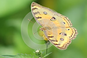 Beautiful yellowish butterfly