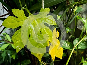 Beautiful Yellowish green leaf.