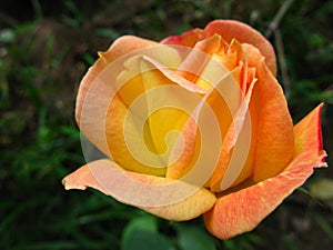 A beautiful yellowish orange rose with detailed petals