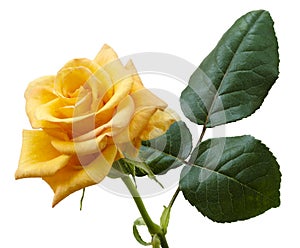 Beautiful yellowish orange rose isolated on white background