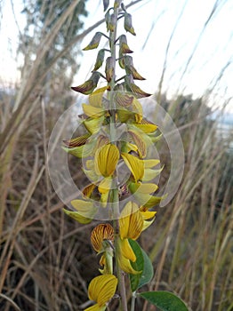 A beautiful yellowish small flower on the hill