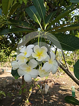 beautiful ylang ylang flowers bloom on stalks?