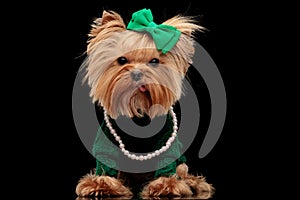 beautiful yorkie dog with green bow and sweather sticking out tongue