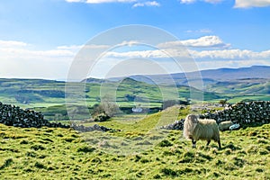 Beautiful yorkshire dales landscape stunning scenery england tourism uk green rolling hills europe