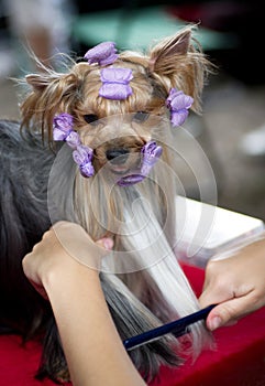 Beautiful Yorkshire terrier