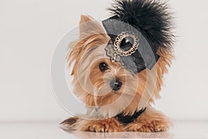 Beautiful yorkshire terrier dog with black accessories laying down