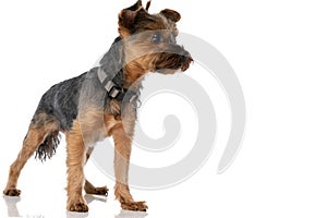 Beautiful yorkshire terrier dog looking away and wearing a leash