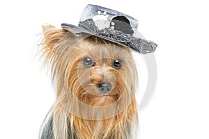 Beautiful yorkshire terrier in fancy hat