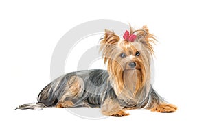 Beautiful yorkshire terrier lying