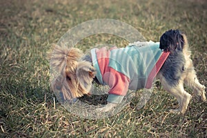 Beautiful Yorkshire terrier playing with a ball on a grass