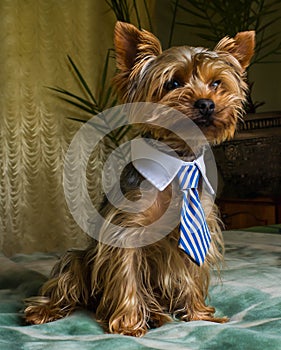 Beautiful Yorkshire terrier playing pet, friendly, playing, dog, garden, doggy