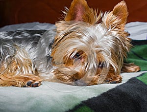 Beautiful Yorkshire terrier playing pet, friendly, playing, dog, garden, doggy