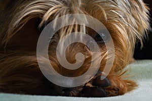 Beautiful Yorkshire terrier playing pet, friendly, playing, dog, garden, doggy