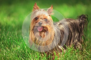 Beautiful yorkshire terrier puppy dog standing in the grass