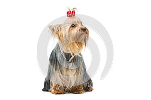 Beautiful yorkshire terrier sitting