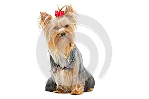 Beautiful yorkshire terrier sitting