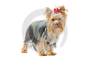 Beautiful yorkshire terrier standing